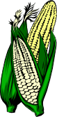 maize (corn).gif